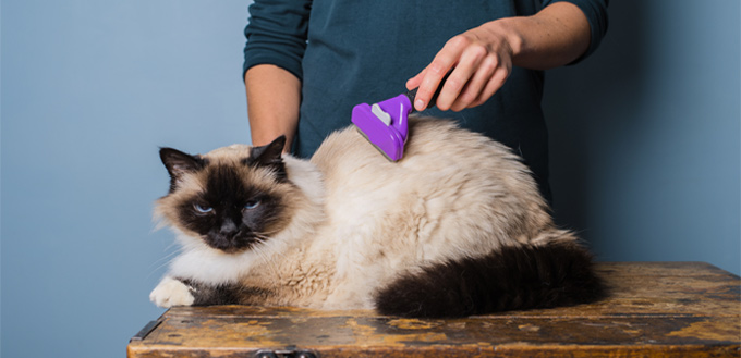 brushing a cat