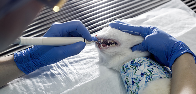 brushing cat's teeth