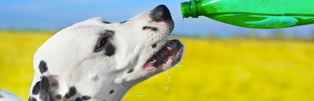 can-dogs-drink-gatorade