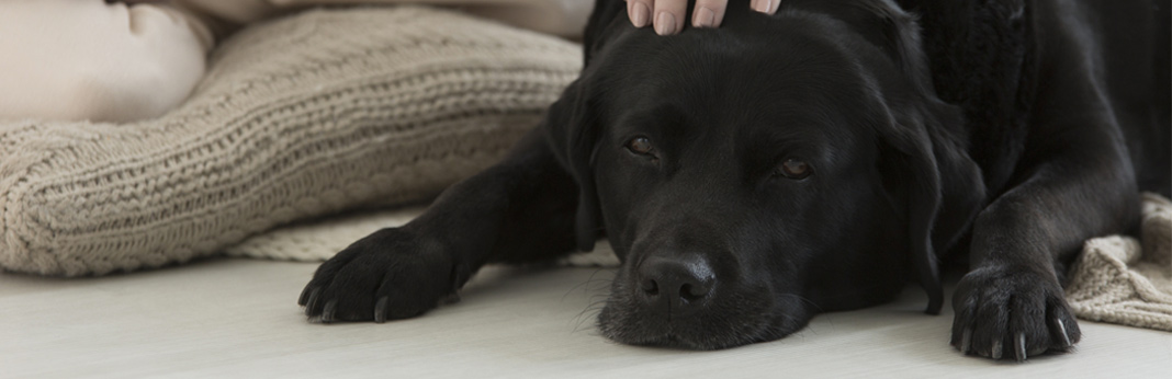 can dogs get breast cancer