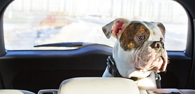 canine sick in the car