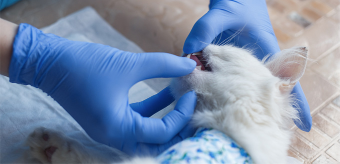 cat dental care