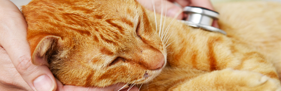 cat diarrhea - causes, symptoms and treatments