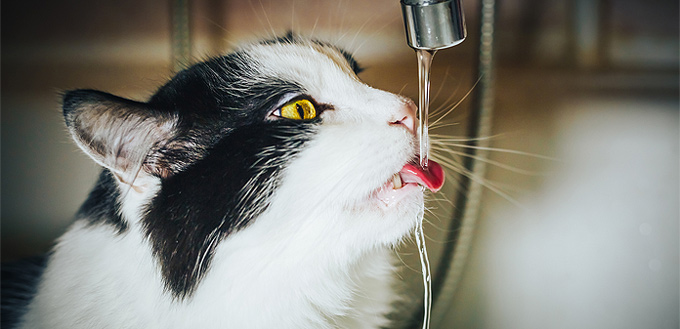 cat drinking water