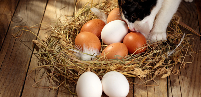 cat eating eggs