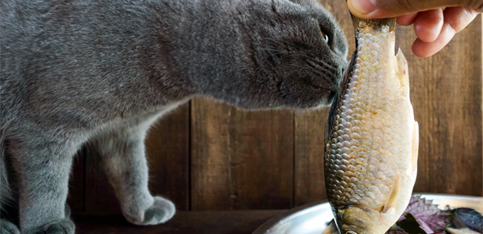 cat eating fish