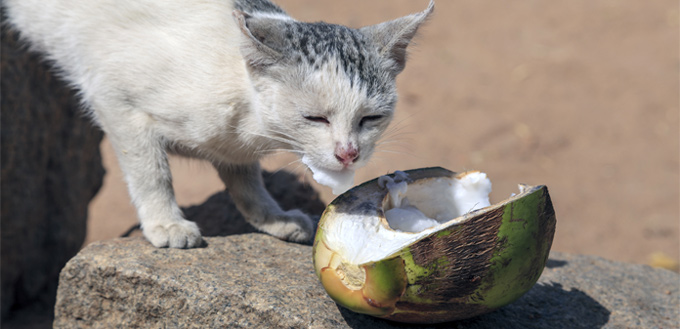 cat eating fruits