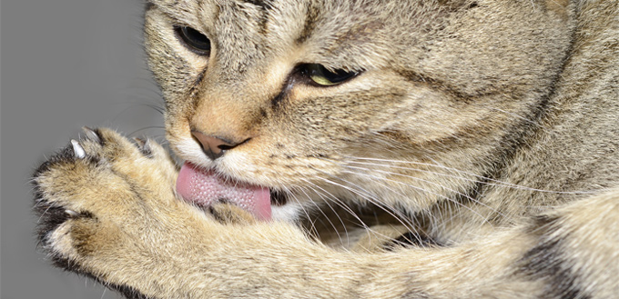 cat grooming itself