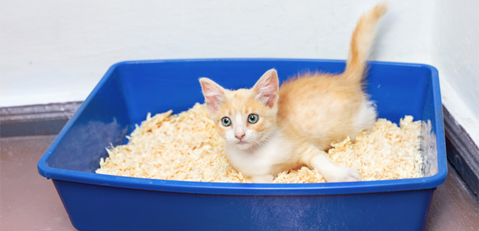 cat laying in their litter