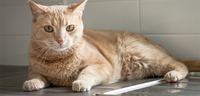 cat on the counter