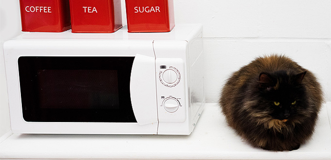 cat on the kitchen counter