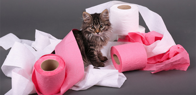 cat playing with a toilette paper