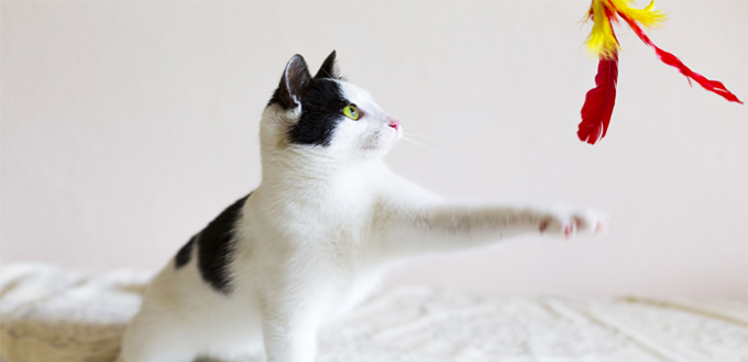 cat playing with feather and string