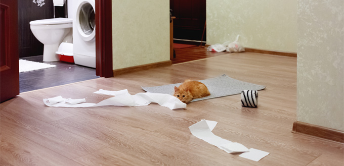 cat playing with the paper