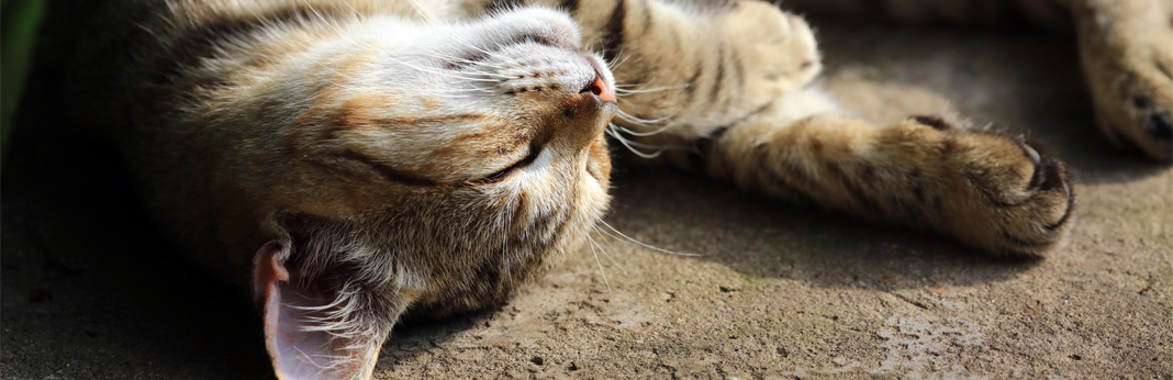 cat-snoring—is-it-normal