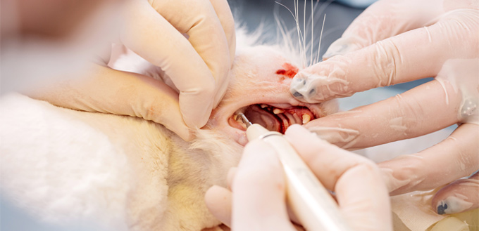 cats dental care