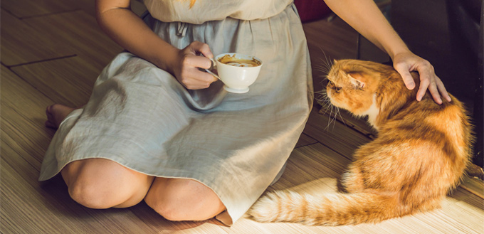 cat's tail and movement shows affection