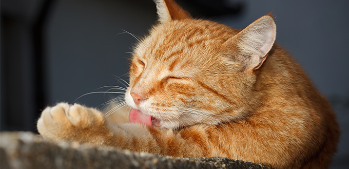cats tongues