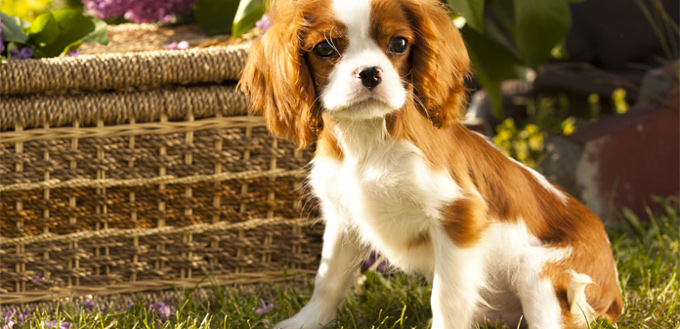 cavalier king charles spaniel for students