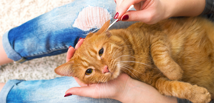 cleaning cat's ears