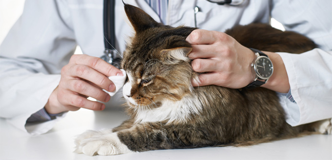 cleaning cat's eye with a gauze