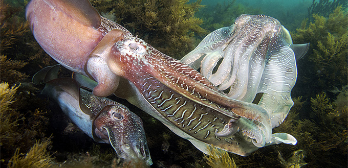 cuttlefish mating
