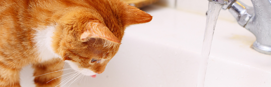 dehydration in cats, symptoms, risk factors & treatments