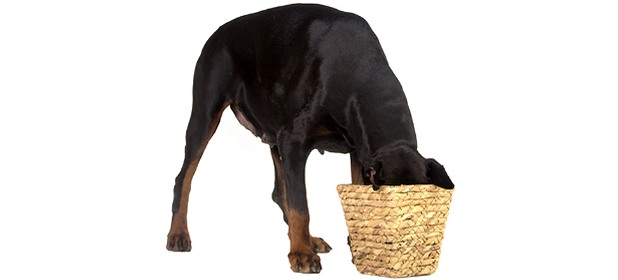 Best Dog Food for Dobermans (Review and Buying Guide) in 2019