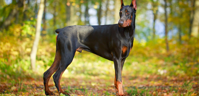 doberman pinscher smart breed