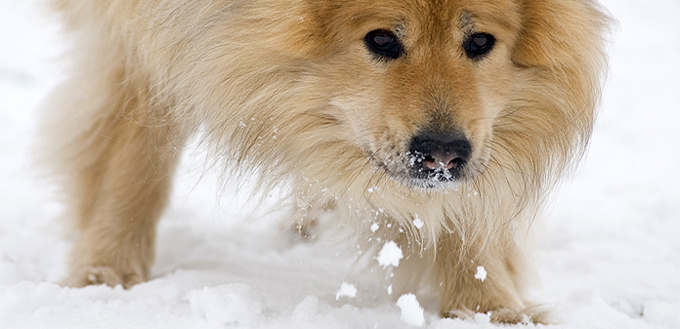 dog eating snow