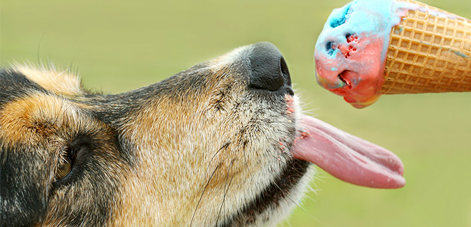 dog eating ice cream