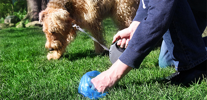 dog eating its own poop