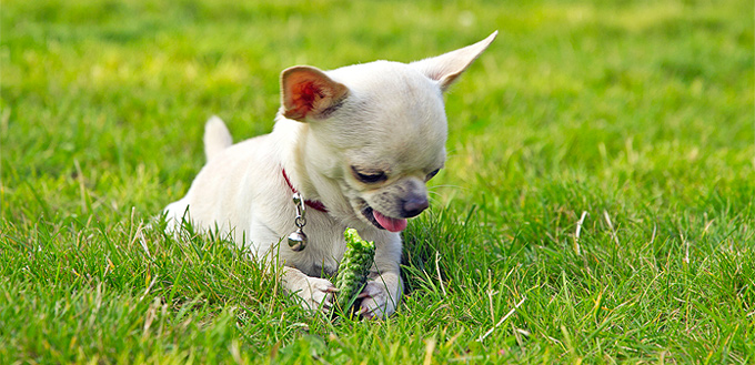 dog eating pickles