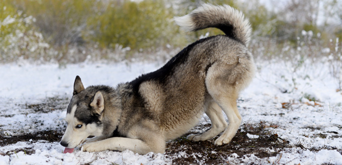 dog eating snow