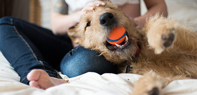 dog getting his toy to human