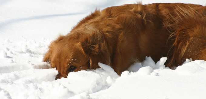 dog loves being in the snow