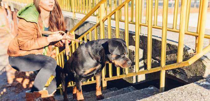 dog stairs exercise