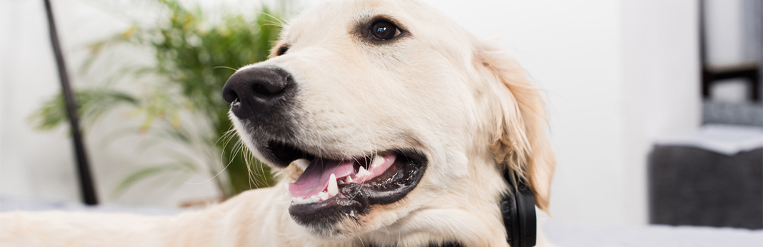 dog-teeth-chattering—causes-and-what-to-do