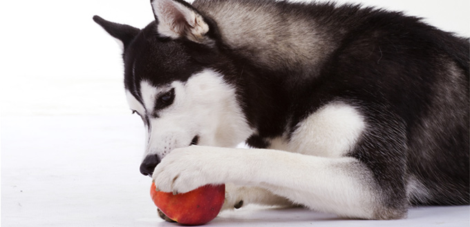 dog with mango