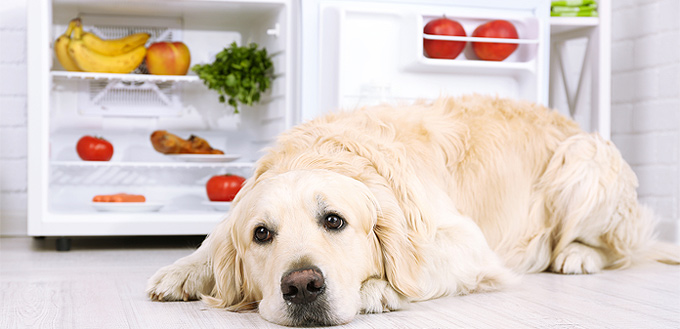 dog with mangos