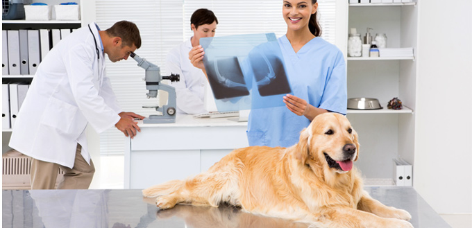 how much does dog xrays cost