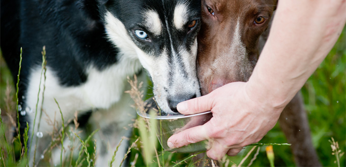 dogs drinking gatorade