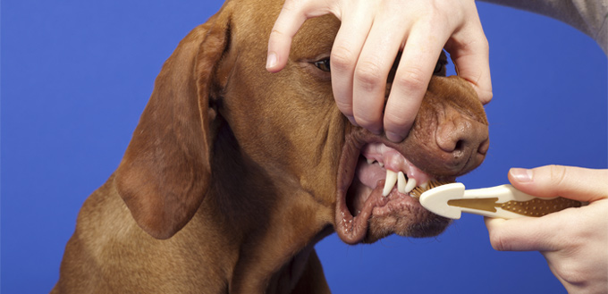 dog's grown teeth