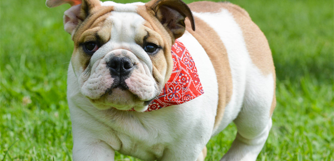 english bulldog for students