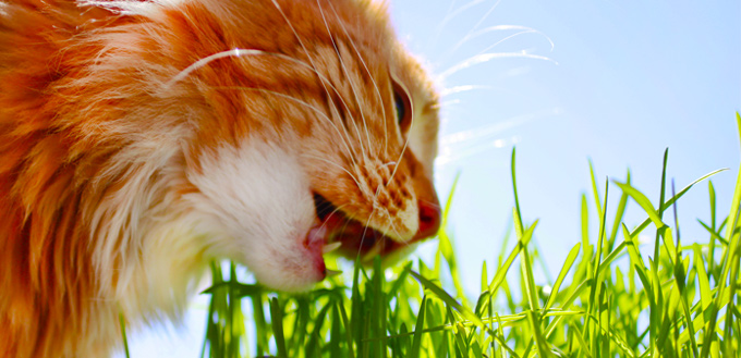 feline eating grass
