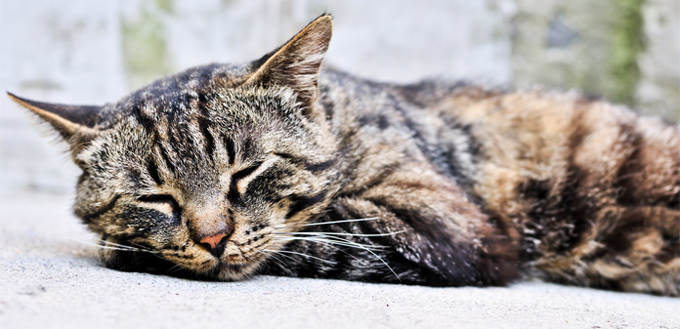 feline snoring