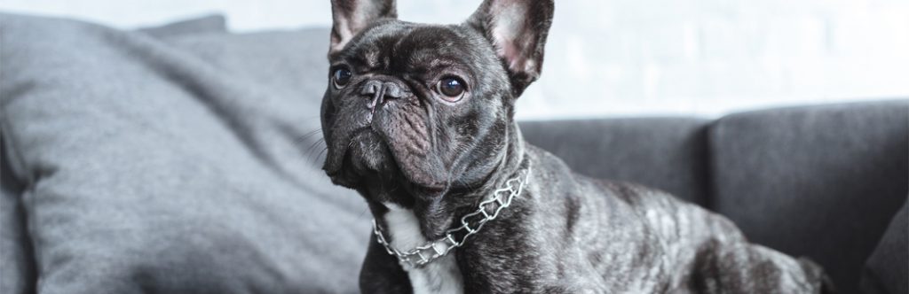 French Bulldog Breed Facts & Temperament My Pet Needs That