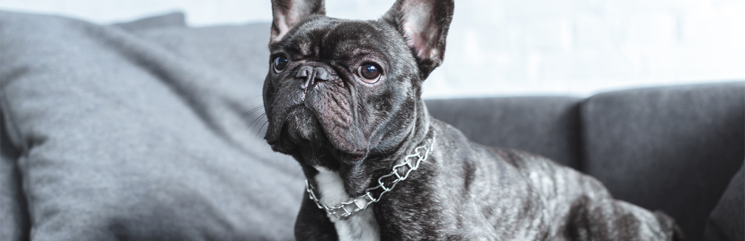 french bulldog - breed facts & temperament