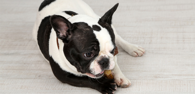 french bulldog temperament