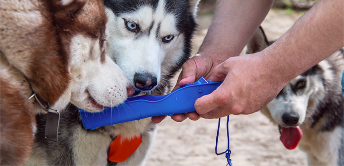 gatorade - dogs drinking